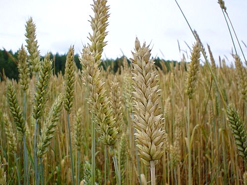 The difference between weeds and wheat – Baptist Spirituality