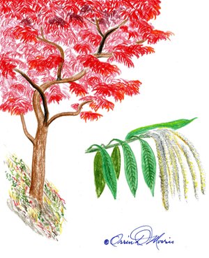 SOURWOOD Oxydendrum arboreum